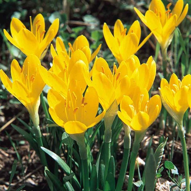 Bulbi Sternbergia lutea1