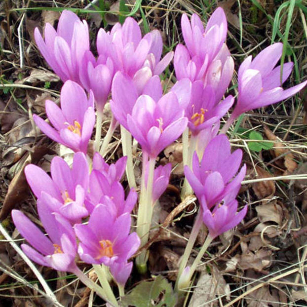 Bulbi Brandusa de toamna-colchicum autumnale1