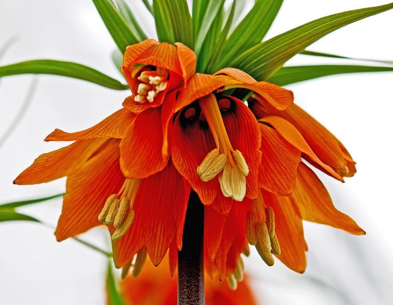 Bulbi Fritillaria imperialis Aurora1