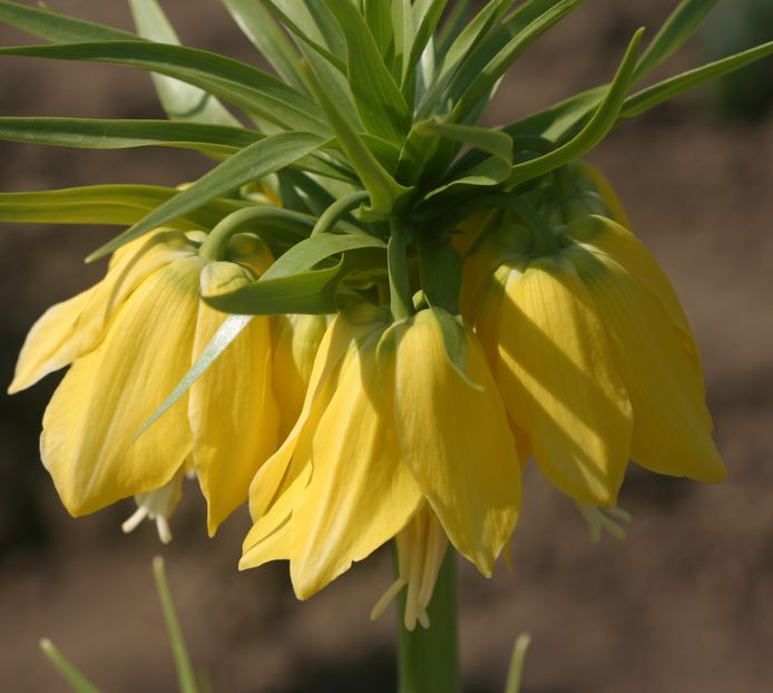 Bulbi Fritillaria Lutea (4) - BULBI DE TOAMNA 2016