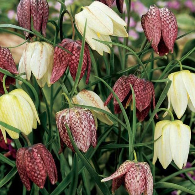 Bulbi Fritillaria meleagris mix1