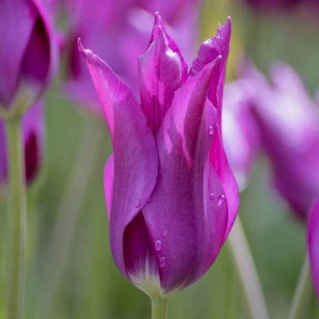 Lalele Floare Crin Purple Dream