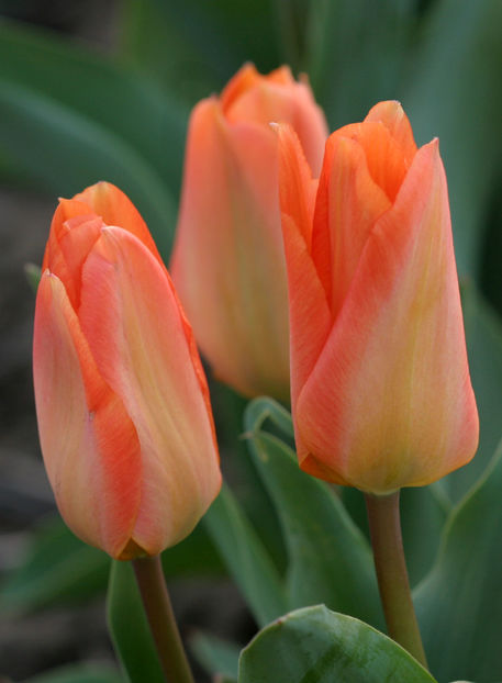 Lalele fosteriana Orange Emperor3