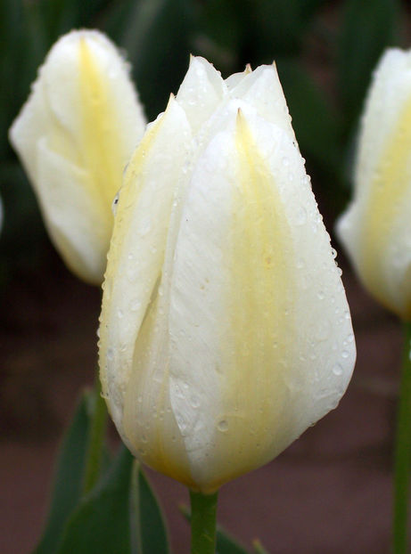 Lalele fosteriana Purissima3