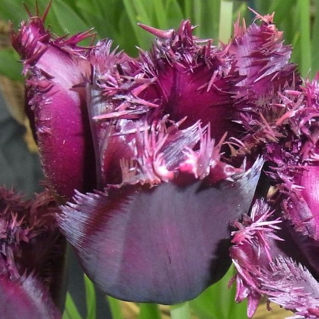 Lalele Fringed Black Jewel2