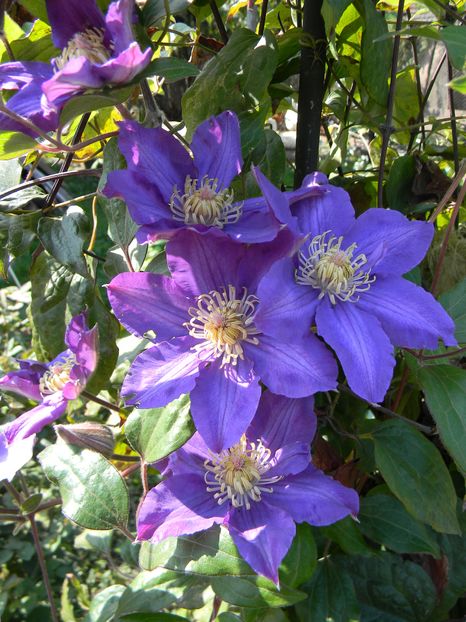 Vyvyan Pennell - Clematite 2016