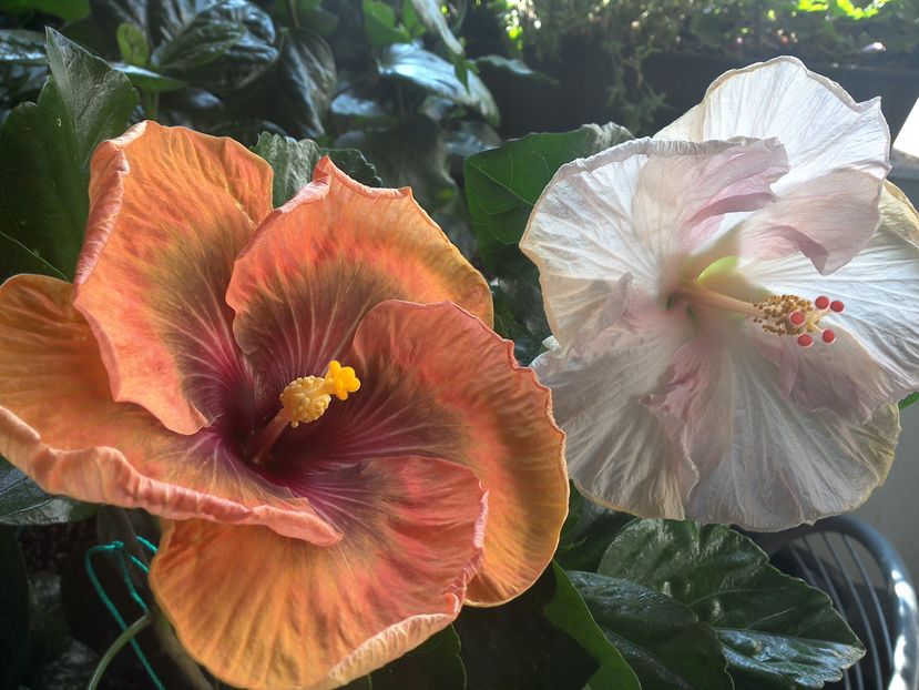 Dark Congo & Pillow Talk - 02Hibiscus