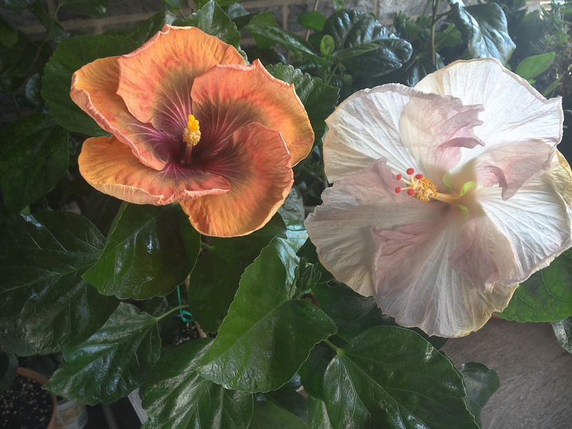 WIN_20160912_101734 - 02Hibiscus