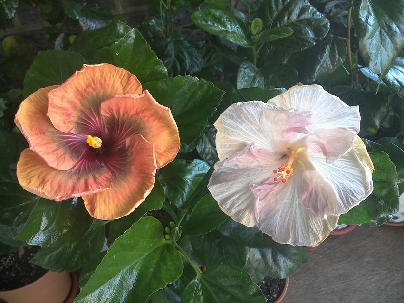 WIN_20160912_101818 - 02Hibiscus