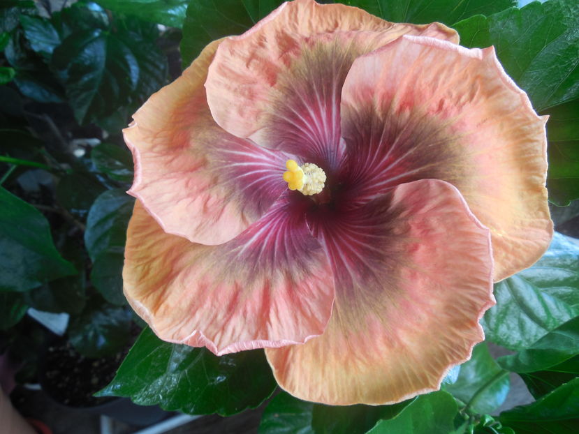 Tah. Dark Congo - 0Hibiscus in colectie infloriti