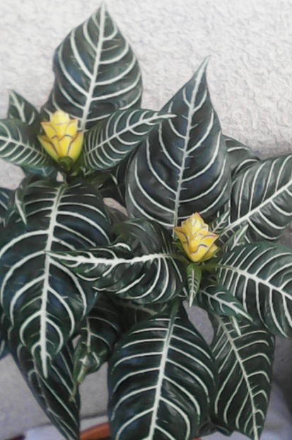 a doua inflorire - florile mele dragi