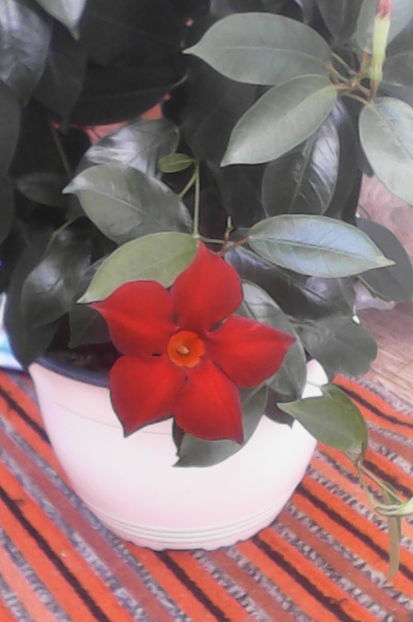  - florile mele dragi