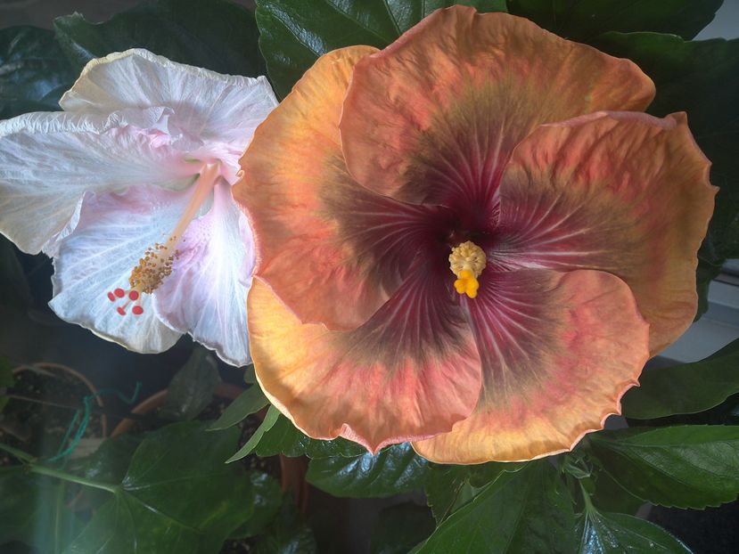 WIN_20160912_104132 - 02Hibiscus