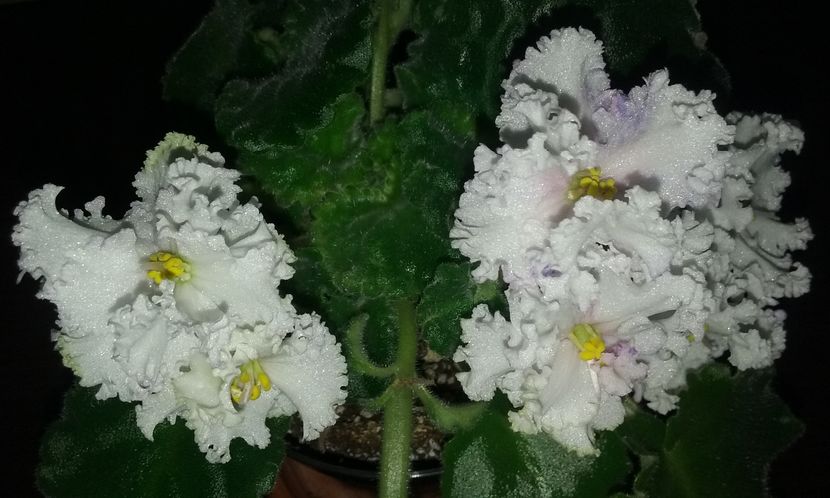  - Violete de Parma