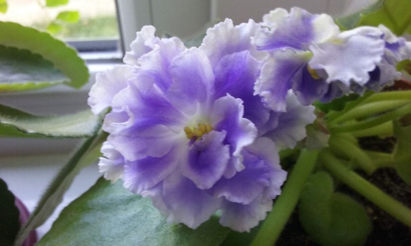  - Violete de Parma