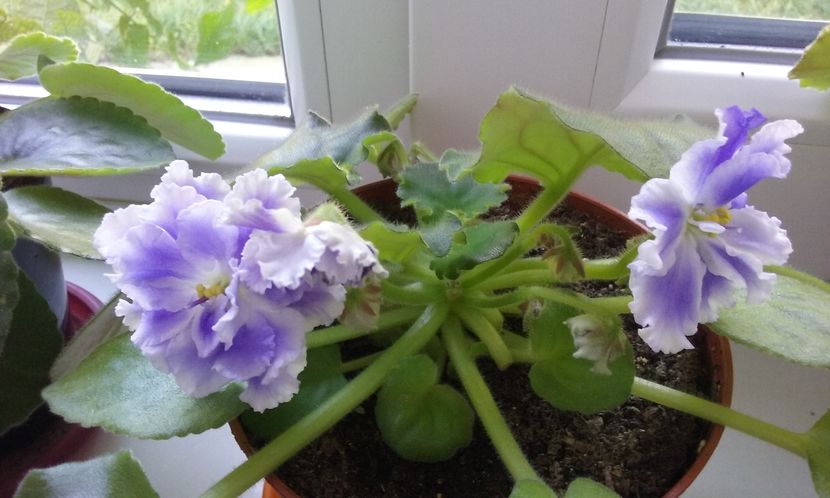  - Violete de Parma