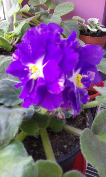  - Violete de Parma