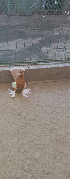 Mascul2016.Dnu.TANASE.Loc.Liesti.Jud.GALATI