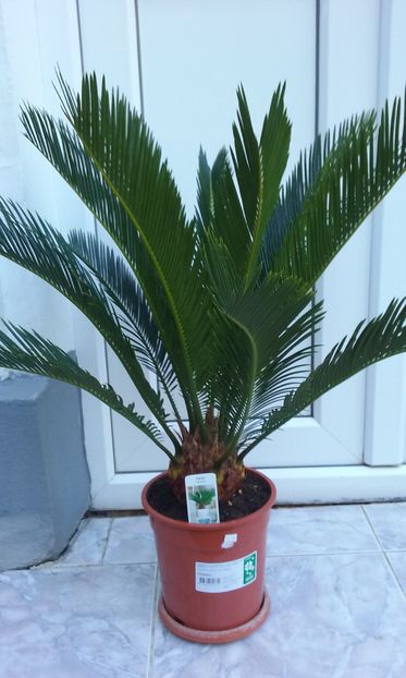  - CYCAS REVOLUTA