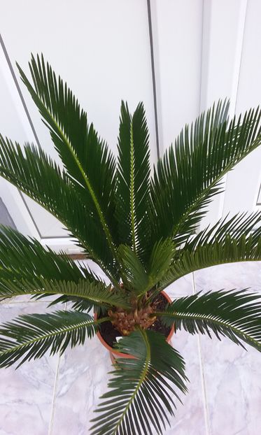  - CYCAS REVOLUTA