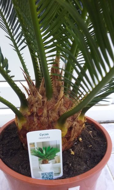  - CYCAS REVOLUTA