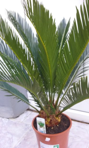  - CYCAS REVOLUTA