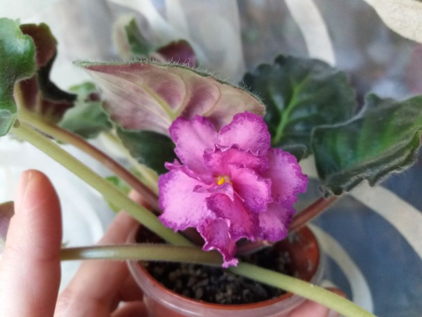 rs grafinia de monsoro