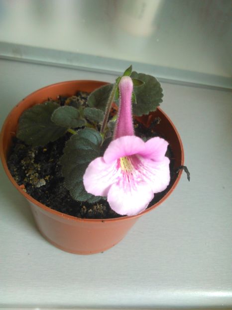  - MINI SINNINGIILE mele
