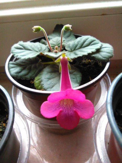  - MINI SINNINGIILE mele