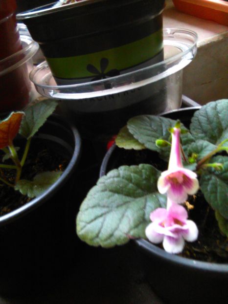  - MINI SINNINGIILE mele
