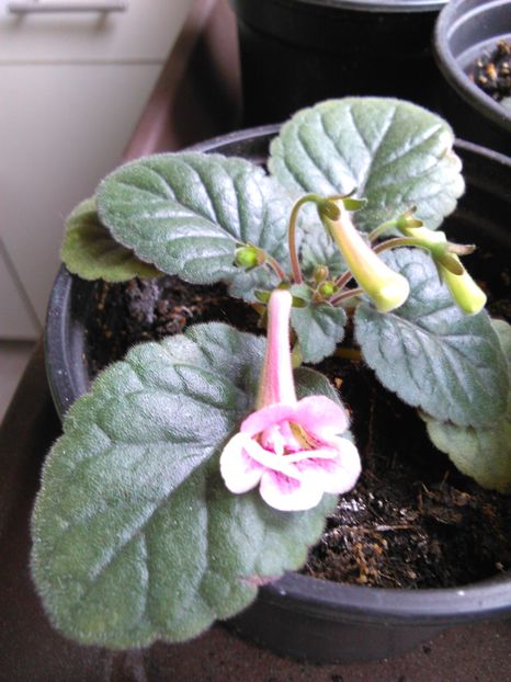 - MINI SINNINGIILE mele