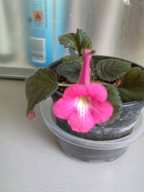  - MINI SINNINGIILE mele