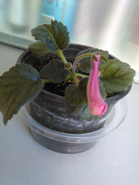  - MINI SINNINGIILE mele