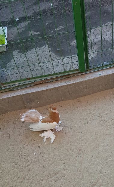 Fem2016.Dnu.Tanase.Loc.Liesti.Jud.GALATI - 8___-PERSOANE CU CARE AM COLABORAT- VANZARI