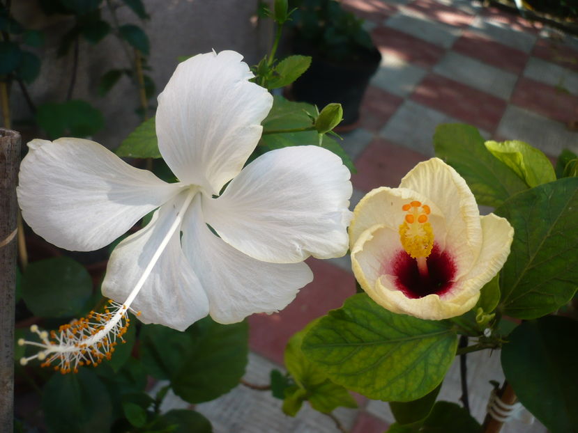 P1290928 - HIBISCUSI 2016-6