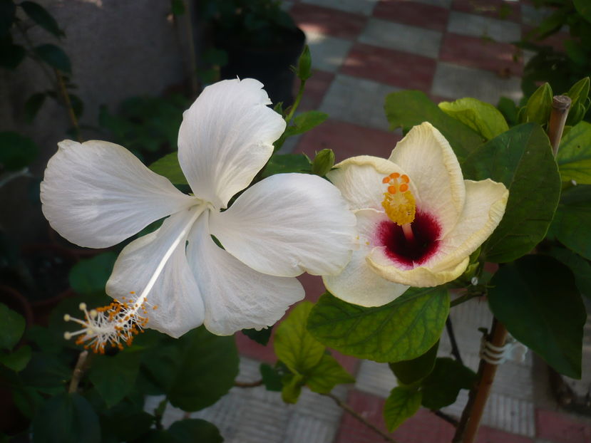 P1290930 - HIBISCUSI 2016-6