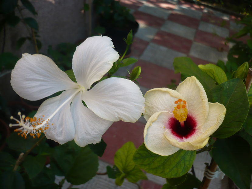 P1290931 - HIBISCUSI 2016-6