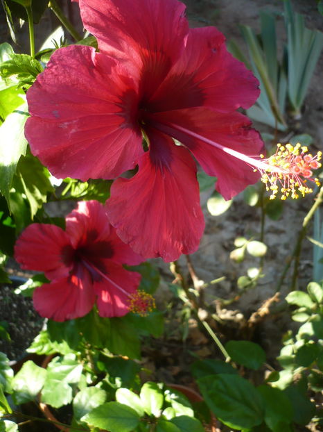 P1290937 - HIBISCUSI 2016-6