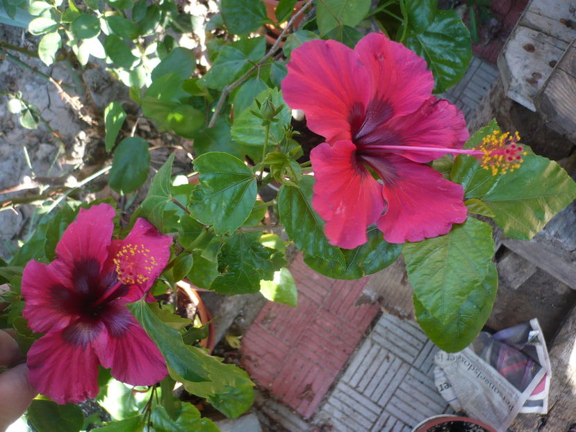 P1290938 - HIBISCUSI 2016-6