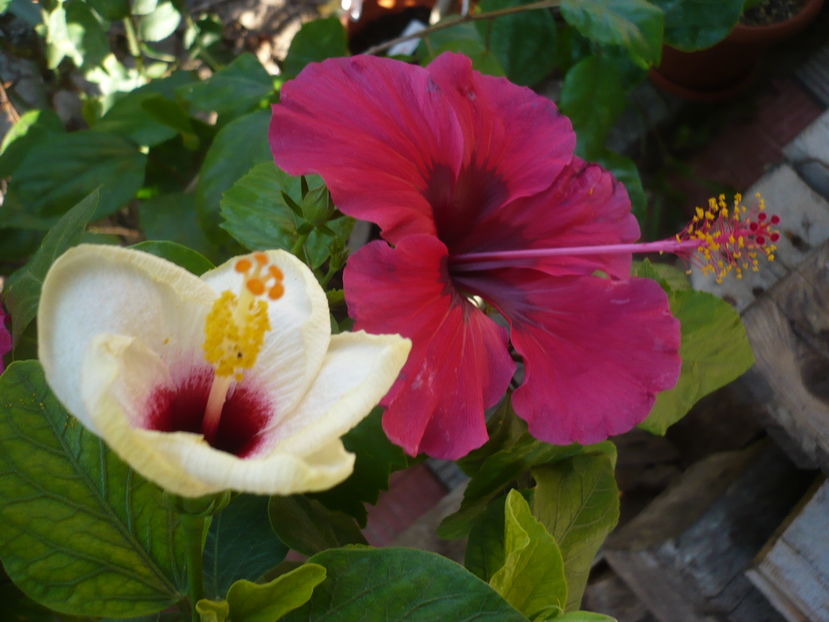 P1290940 - HIBISCUSI 2016-6