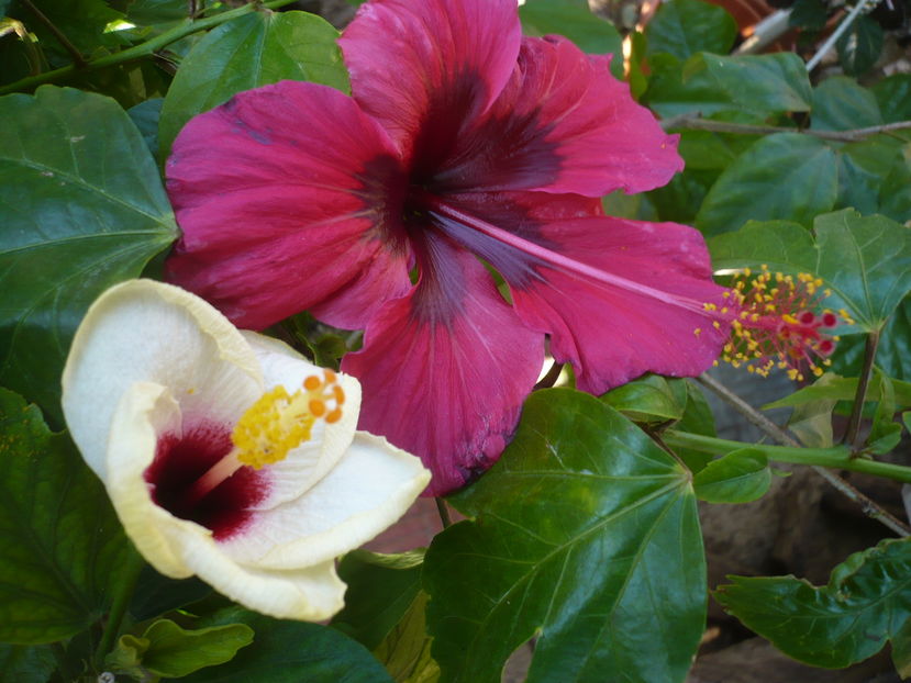 P1290941 - HIBISCUSI 2016-6