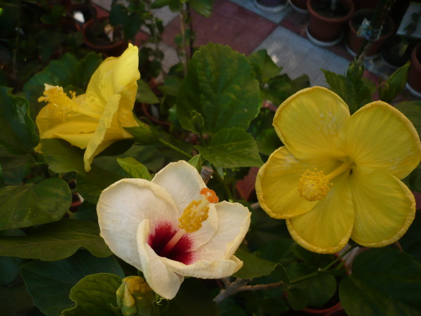 P1290947 - HIBISCUSI 2016-6