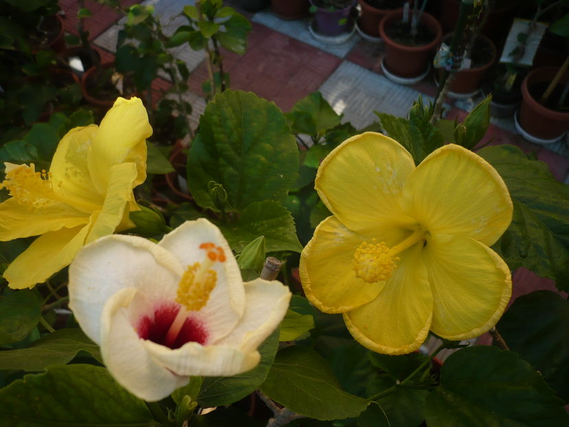 P1290948 - HIBISCUSI 2016-6