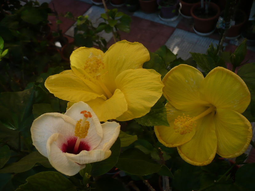 P1290949 - HIBISCUSI 2016-6