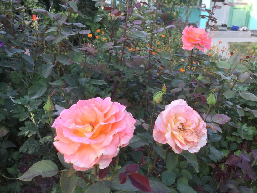image - Flori 2016