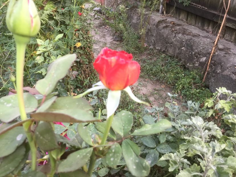 image - Flori 2016