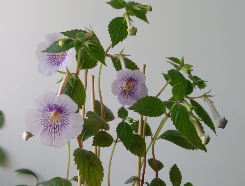  - Ambroise Vershaffelt