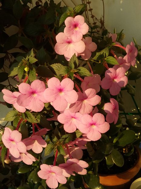 PEACH BLOSSOMS; 8 ron
