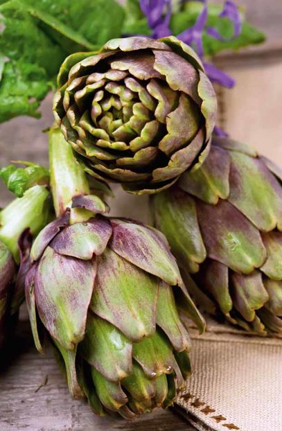 Anghinare violet Violet de Provence1.1 - SEMINTE HOBBY de legume si plante aromatice