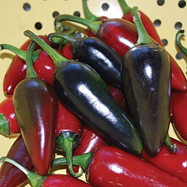 Ardei iute Black Hungarian1.1 - SEMINTE HOBBY de legume si plante aromatice